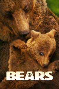 Bears - Ayılar