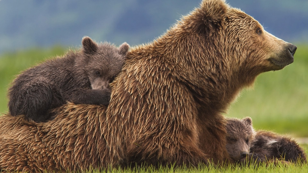 Bears - Ayılar izle