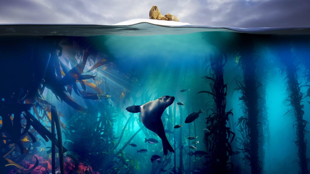 Blue Planet II 1. Sezon 2. Bölüm izle