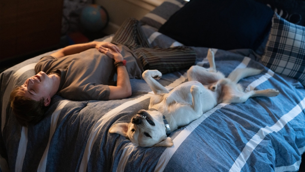 Kayıp Köpek izle