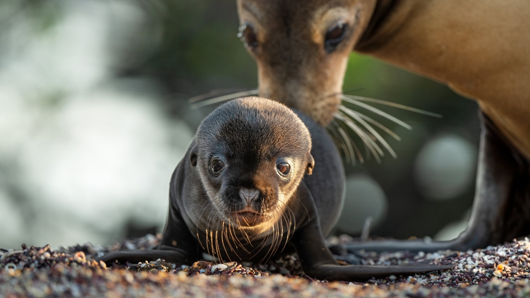 Galapagos'un Denizaslanları izle