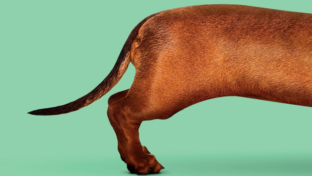 Sosis Köpek izle